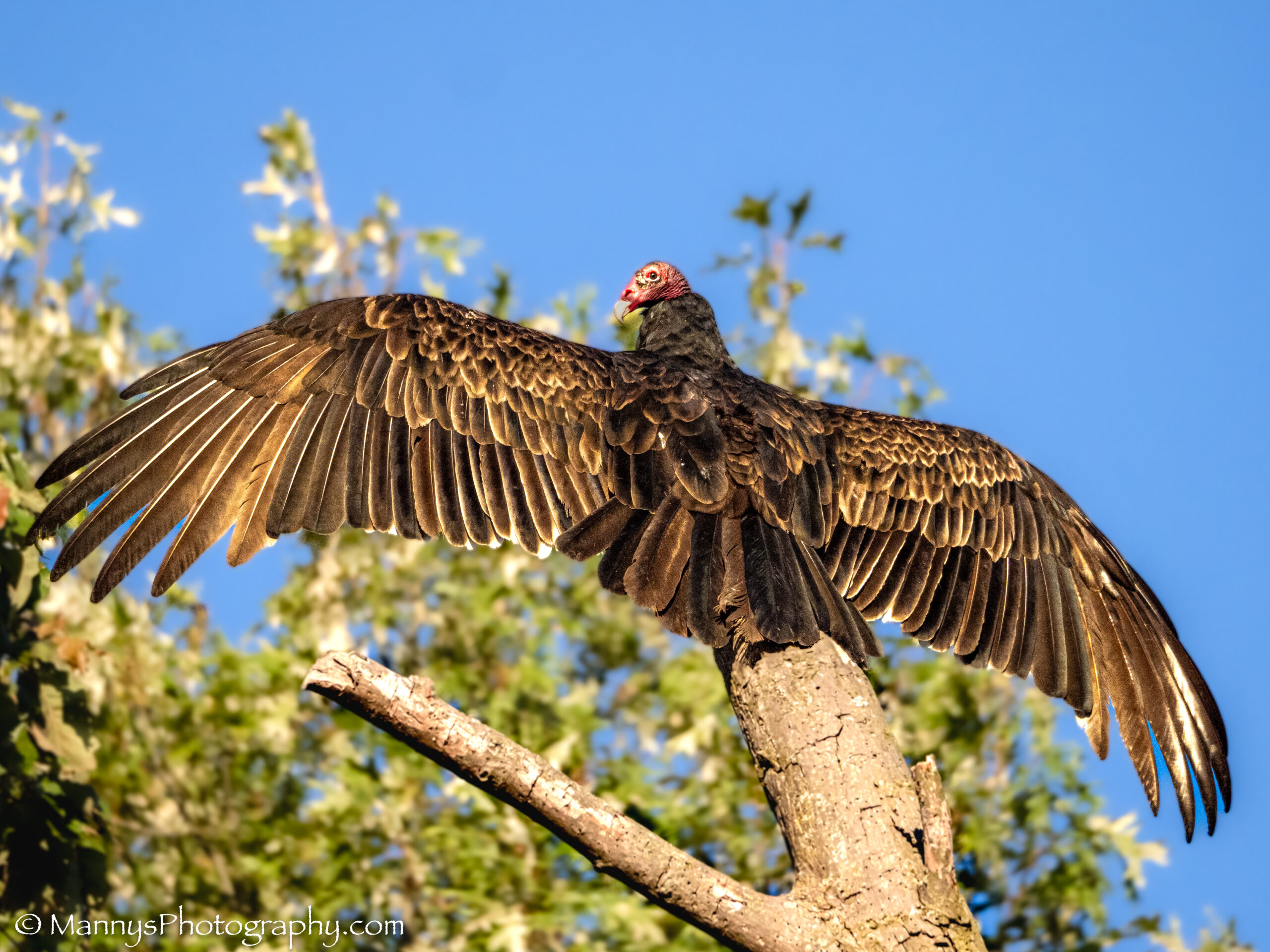 Olympus E-M5 Mark III with Olympus 75-300mm II